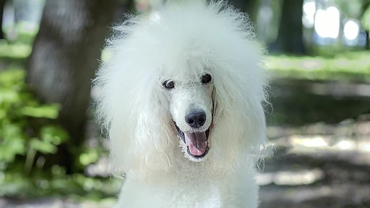 7 Reasons You Should NOT Get a Standard Poodle