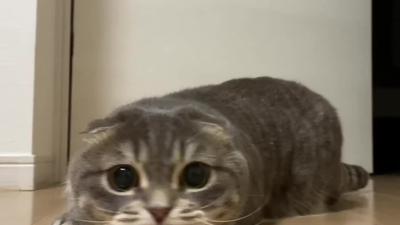 Cat cute look with innocent eyes