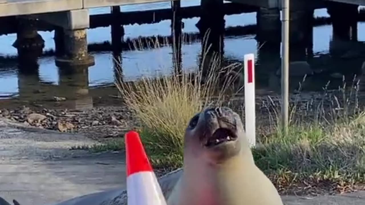 Neil the Seal Plays With a Traffic Cone