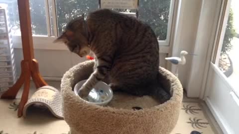 Cats lick water in a strange way