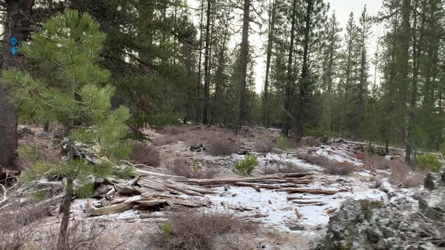 Appreciating the Forest – Central Oregon – Edison Sno-Park