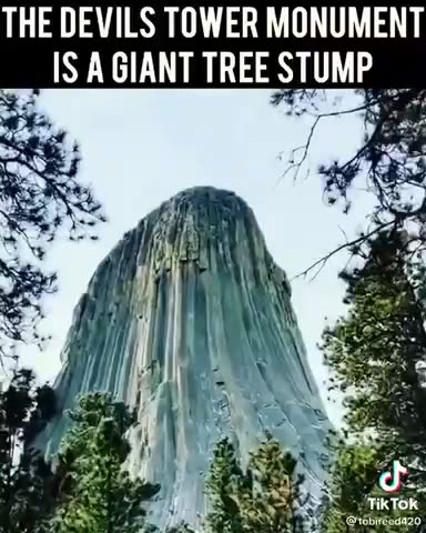 GIANT TREES