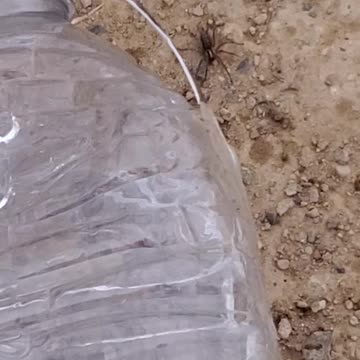 🕷 Spider runs towards danger instead of the way from it.