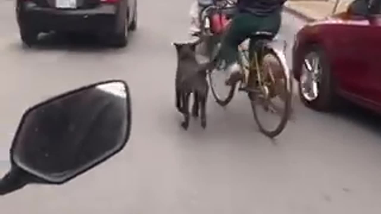 Such an amazing dog walk