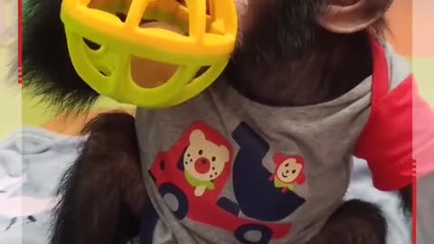 A baby chimp playing with a new toy