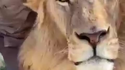 human and lion friendship