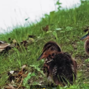 The REAL Duck-Tale: The Egg Weighing Ritual - Weird AI Prompt 48