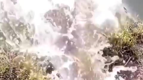 Funny Fish Video