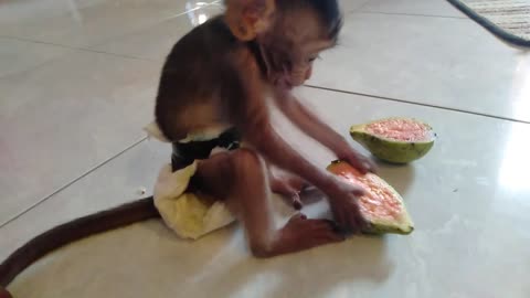 Monkeys really enjoy guava fruit
