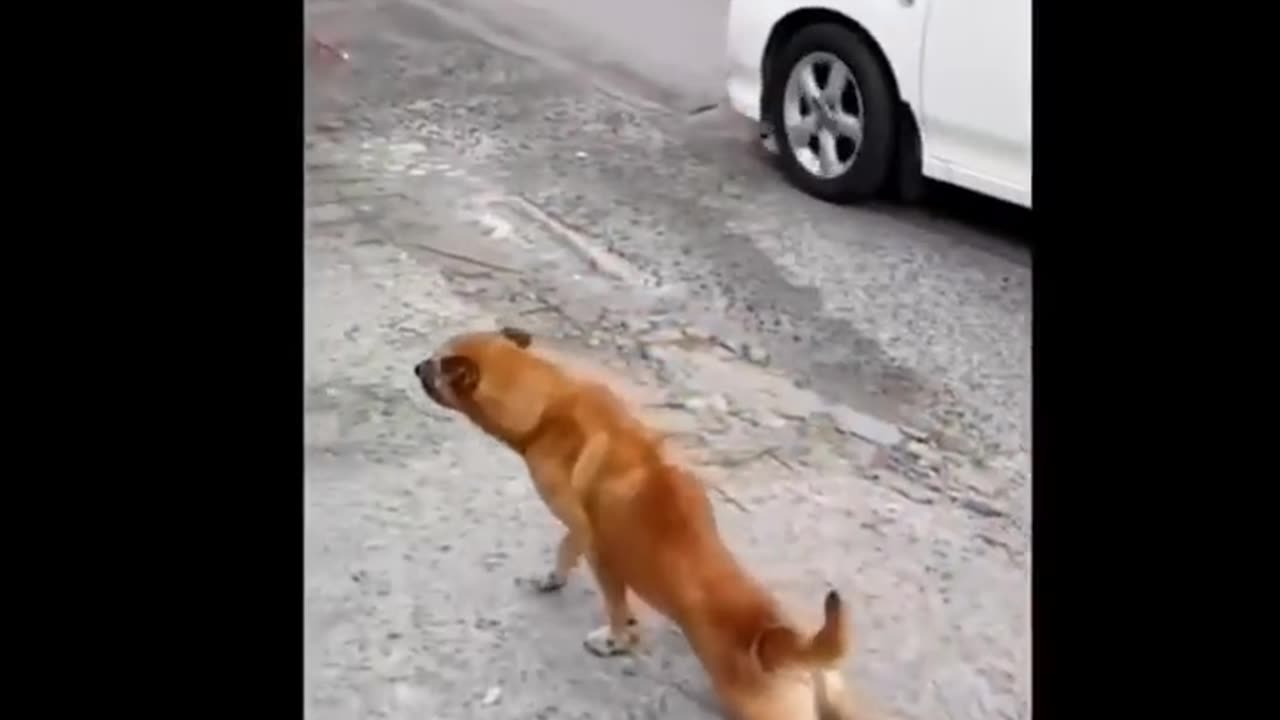 strange incidents of animals watch till the end