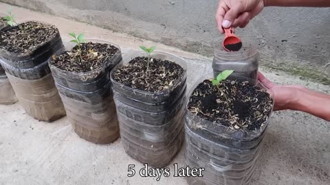 Growing peppers in plastic bottles is easy and requires no watering