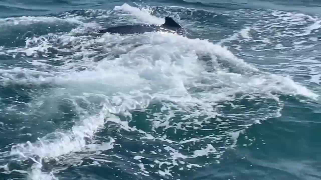 PERU Baleines à Mancora