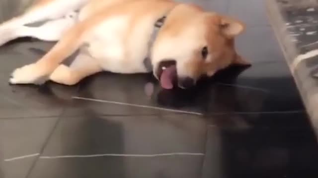 A dog that likes to lick the floor