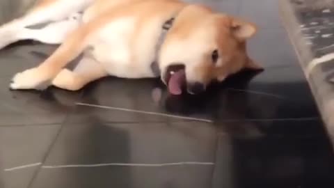 A dog that likes to lick the floor