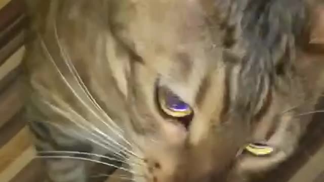 Bengal Cat Eats Cucumber