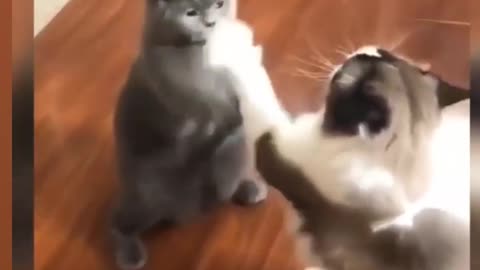 Little cats cute #pets #shorts