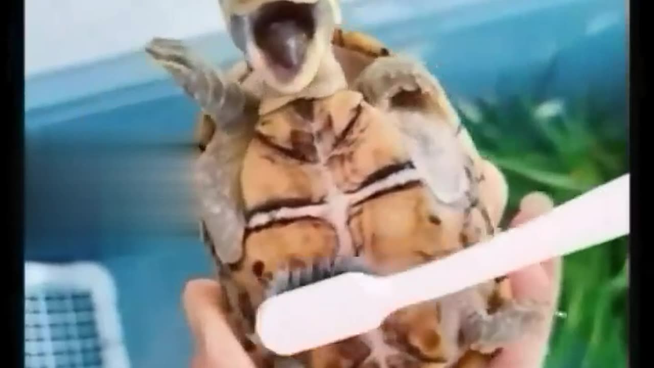 Animal funny videos