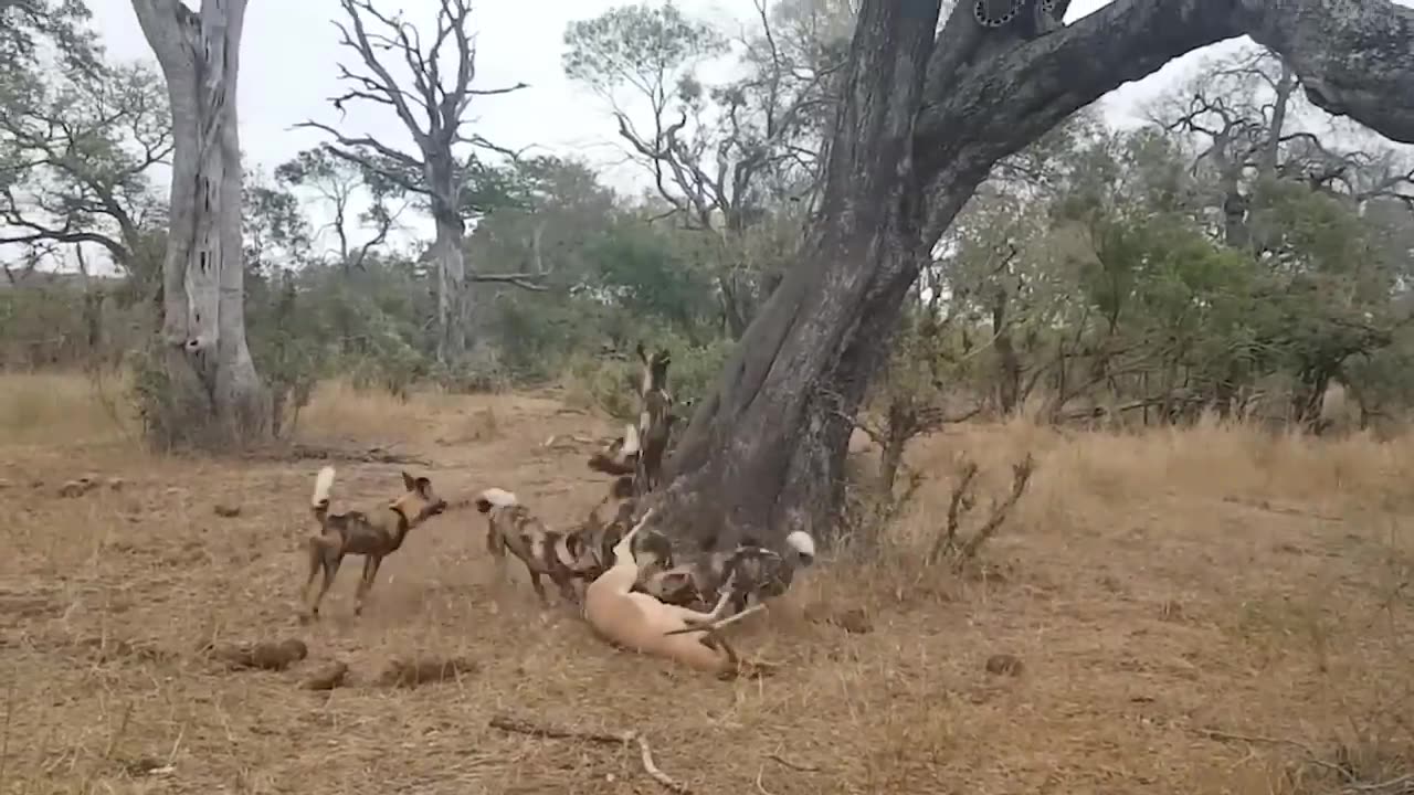 Eagle Frantically Attacks Leopard, Stopping The Brutal Hunt To Protect Bird Baby - Animal World