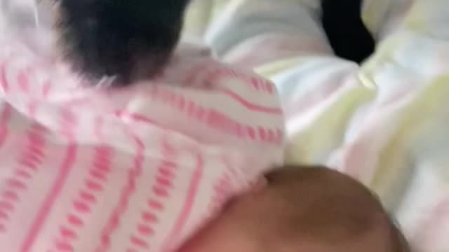 Dog covers newborn "sister"