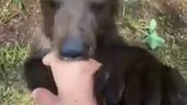 Hear the bear purr