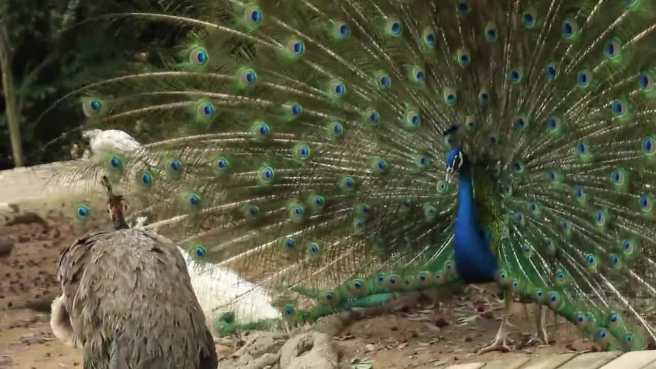 The peacock