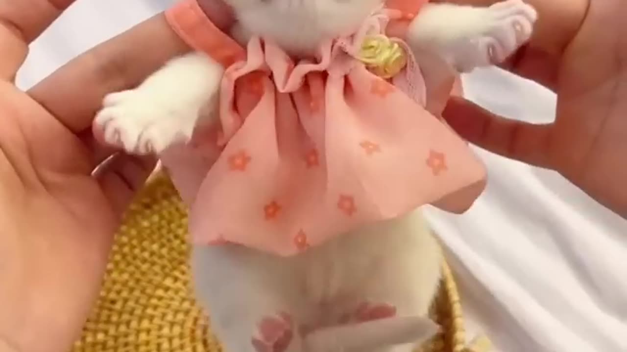 Funny & cute cat