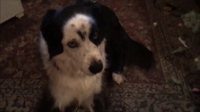 Guilty dog attempts to cover up evidence after tearing couch