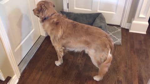 Golden Retriever meets his new puppy sister