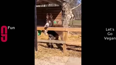 Funny Videos😅😅😅😅 comedy video 😅😅😂😂😂