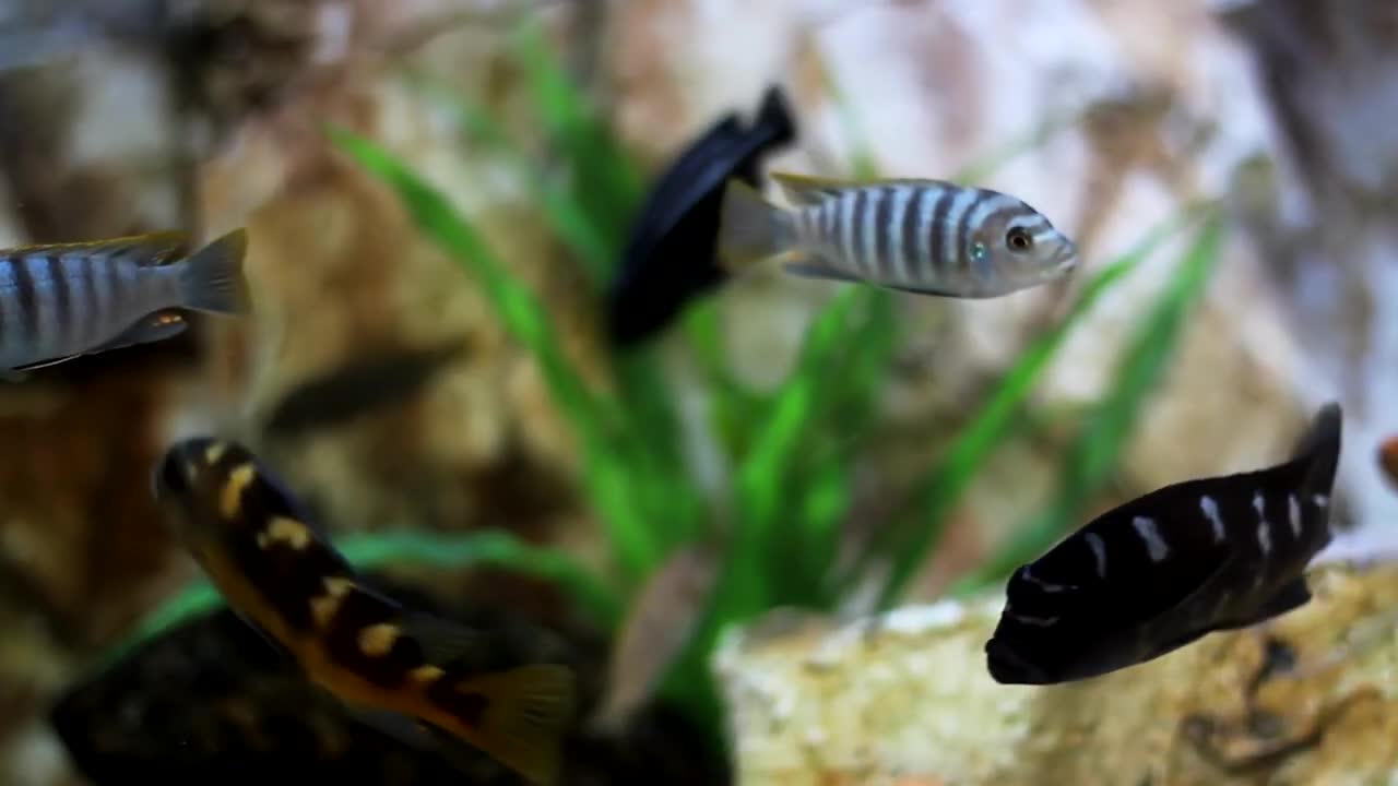Relaxing Music With Cute Animals 4k Ultra HD