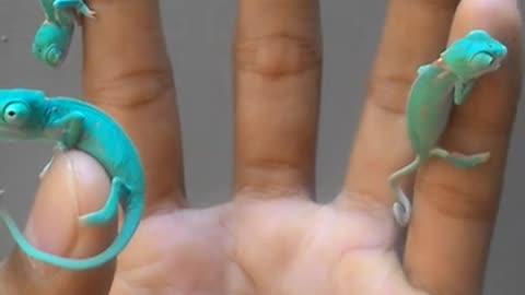 MINI CHAMELEONS