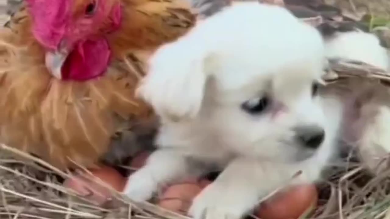 Cute baby dog