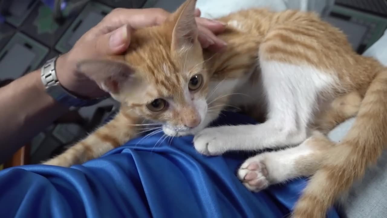 How Cats React When Seeing Stranger 1st Time - Running or Being Friendly 10? | Viral Cat