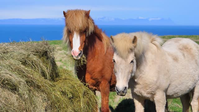 iceland pony meadow