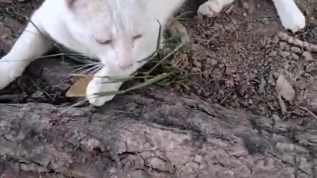 Cute Cat Video By Kingdom Of Awais