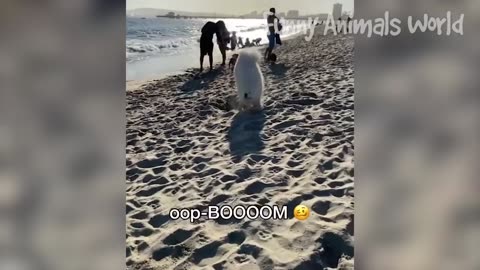 Best Funny Animal Videos 2023 🥰