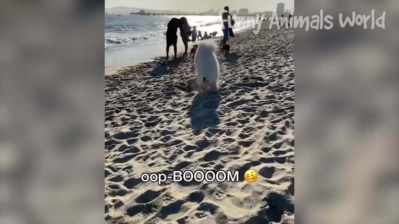 Best Funny Animal Videos 2023 🥰