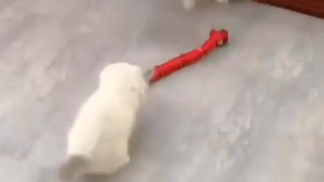 The smartest interactive cat toy on the market!