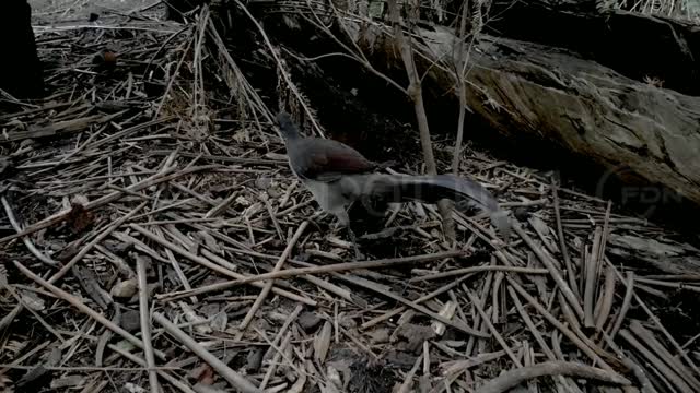 Did You Know? The male Superb lyrebird || RANDOM, AMAZING and INTERESTING FACTS AROUND THE WORLD