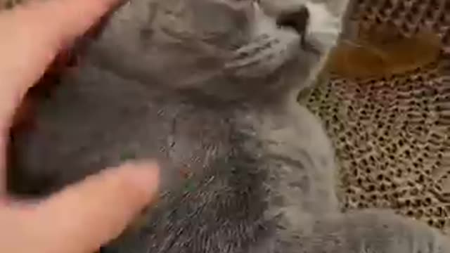 Funny cat reaction