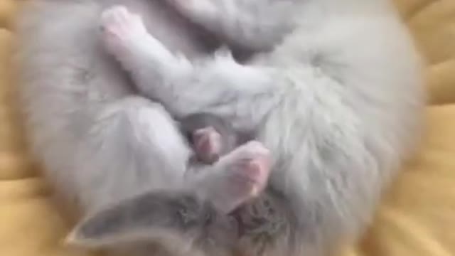 Cute Cat - Cute Pet Sleeping And Loving Each Other