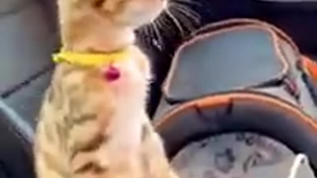 Aww Lovely Cat Funny Video | Cats Funny Videos Compilation 😘💩