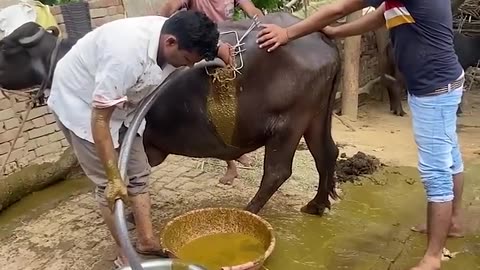 Cow operation with dung.... गोबर से गाय का ऑपरेशन !! গরুর গোবর অপারেশন