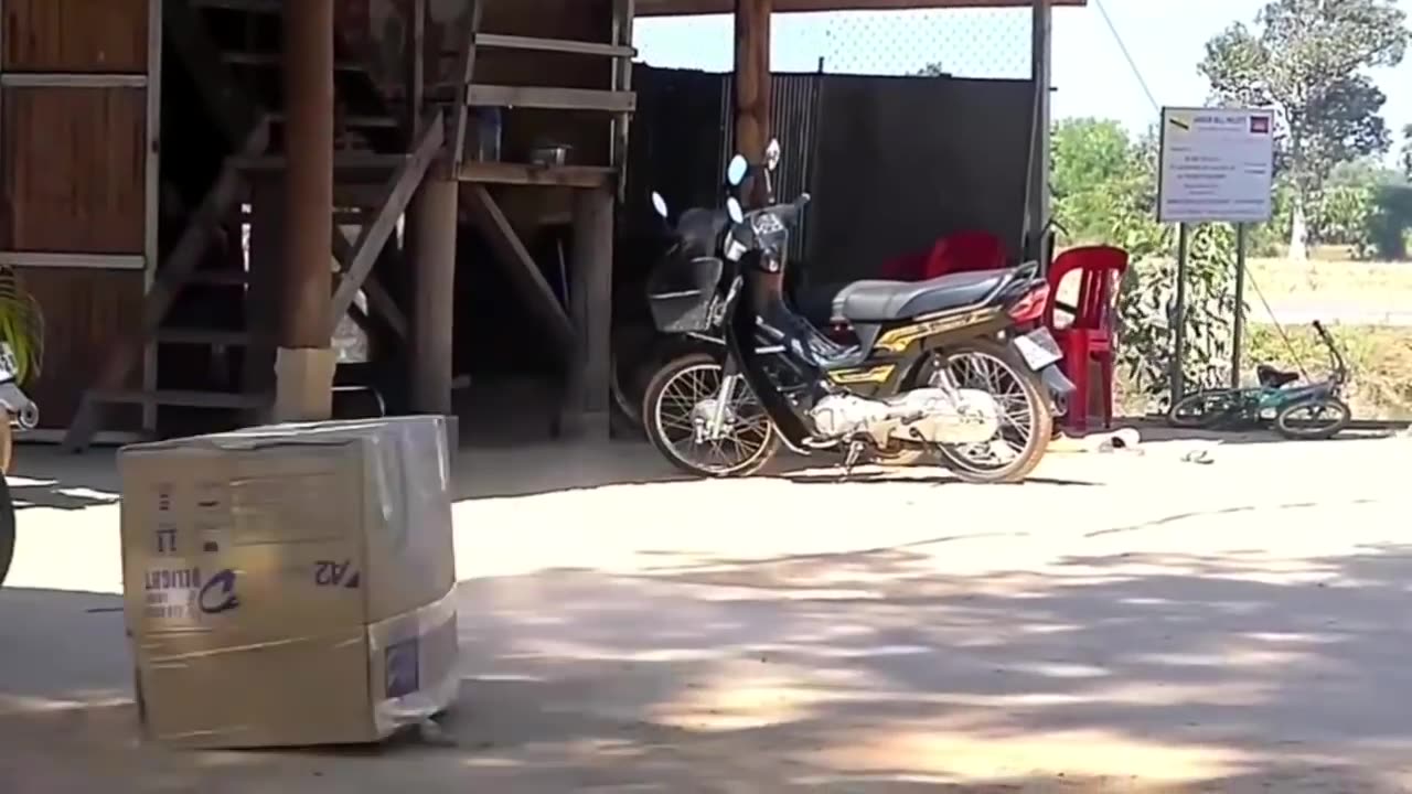 troll-prank-dog-funny-fake-lion-and-fake-tiger