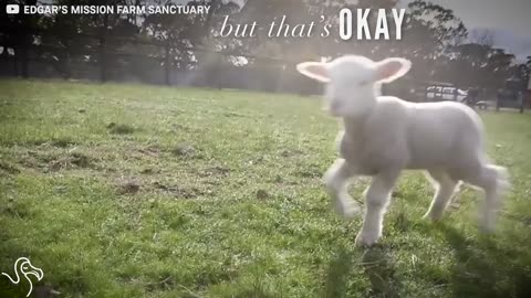 A Shopping Bag Saved This Lamb’s Life