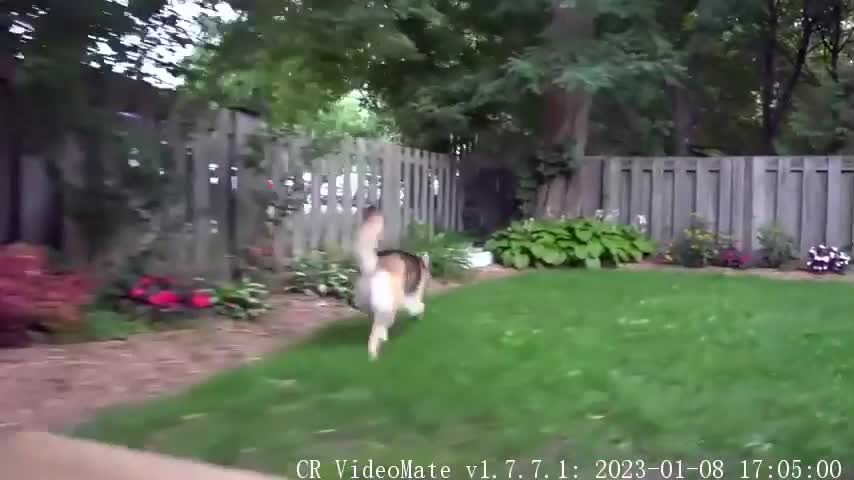 Husky vrs German Shepherd, who will win