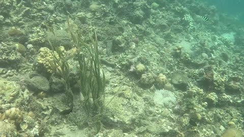 Snorkeling Adventure in the Pristine Waters of Once Islas, Zamboanga.