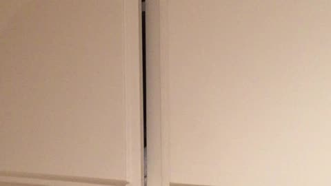 My cat playing hide and seek 🙀