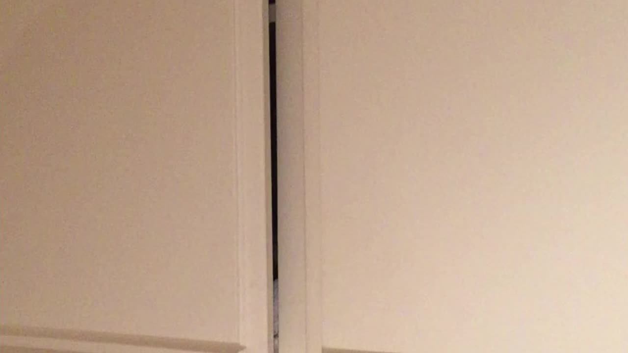My cat playing hide and seek 🙀