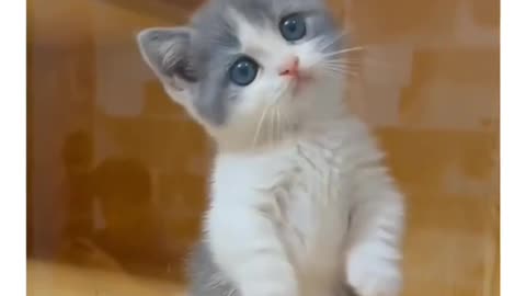 Funny cute cats 🥰